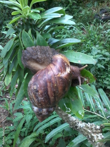 Obraz na płótnie The Giant African Snail is one of the largest terrestrial gastropods in the worl