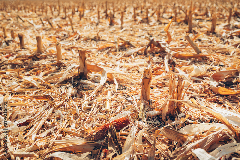 Obraz premium Dry maize stubble and abundant crop residue remaining across farmland after corn harvest. Post-harvest field management, organic biomass, soil conservation and sustainable agriculture concept.