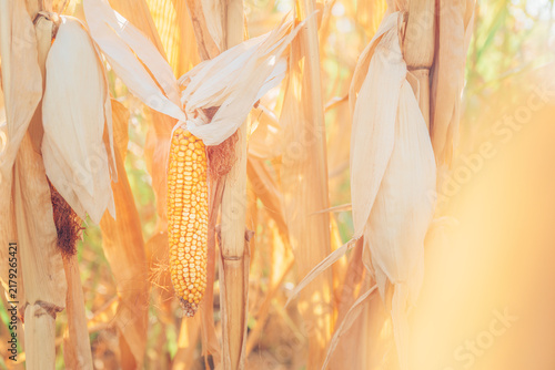 Golden ear of maize ready for harvest on stalk in agricultural cornfield. Concept of crop yield, autumn harvest, grain production, organic farming, and agricultural supply chain.
