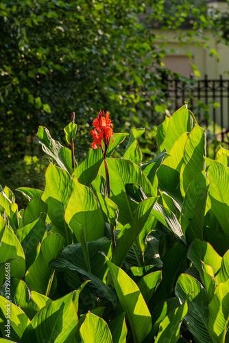 Red canna indica flower bloom among big green leaves in summer garden