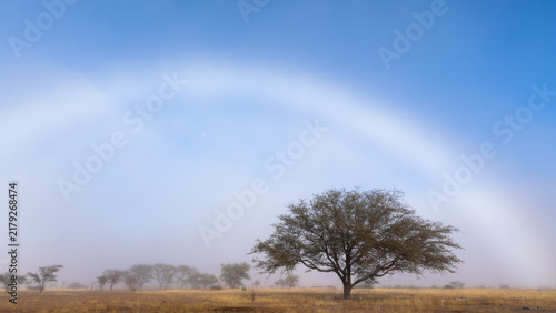 Obraz na plátně Fogbow above a lone tree in desert mist, Namibia