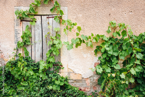 Vieille façade de maison rose avec un vieux volet en bois. Vigne vierge grimpant sur une maison abandonnée.