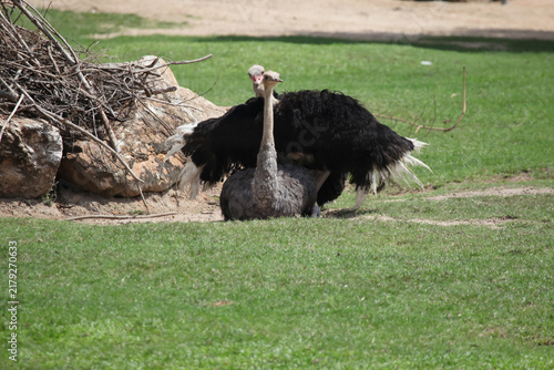 Photography Ostriches breeding on  the grass
