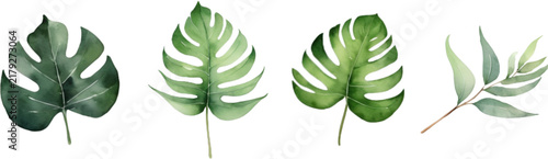 Green monstera foliage watercolor set isolated on solid white background clipart