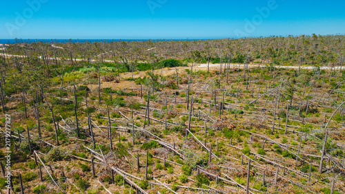 Fotografie Aerial View of Storm-Damaged Coastal Forest by Blue Sea