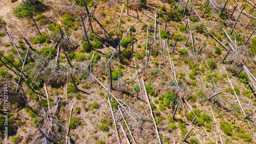 Obraz na płótnie Aerial View of Broken Tree Trunks in Damaged Woodland