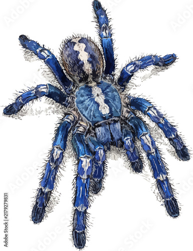 Foto Haplopelma lividum illustration art