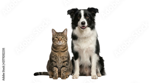 Border collie dog and tabby cat sitting together isolated on transparent background