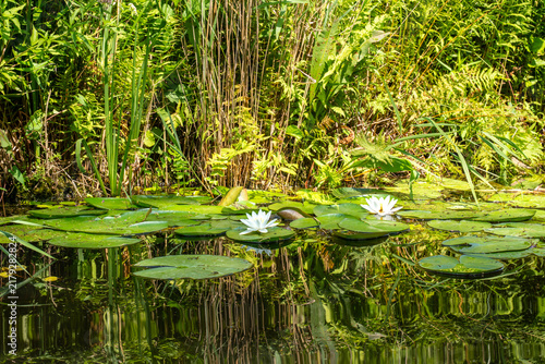 White water lily flowering in a pond, the Netherlands