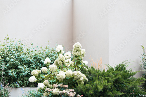 Картината върху платно Hydrangea bushes with white flowers stand prominently in a garden filled with green foliage