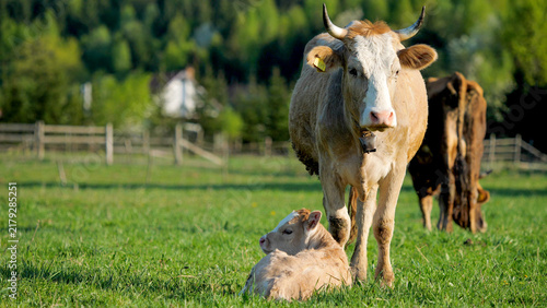 Healthy cows and veal pasture on green meadow