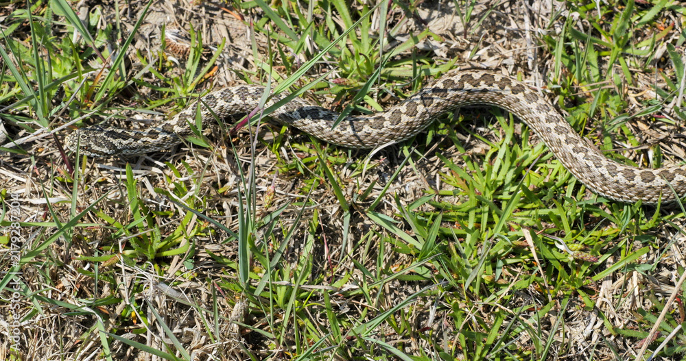 Fototapeta premium Top view of meadow viper (Vipera ursinii) crawling slowly in the grass