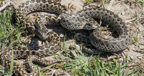Konstfotografi Meadow vipers (Vipera ursinii) couple basking