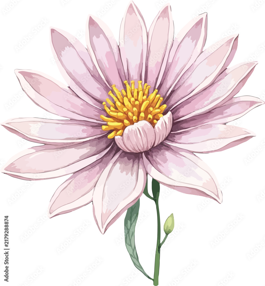 Obraz premium Watercolor Pink Lotus Flower Illustration with Soft Petals.