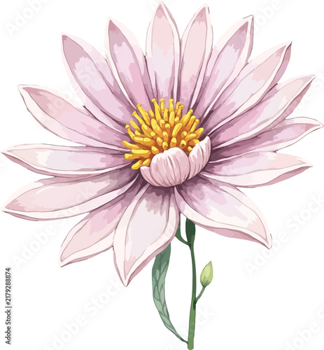 Watercolor Pink Lotus Flower Illustration with Soft Petals.