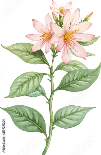 Pink flowering plant with green leaves illustration.