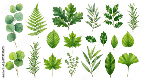 Fresh Green Leaves and Sprigs Collection