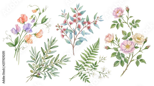 Colorful Botanical Flower Varieties Arrangement Across White Background