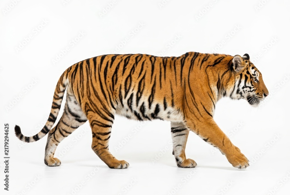 Obraz premium Majestic Bengal Tiger Walking Isolated on White Background - Full Body Side View of Powerful Wild Cat