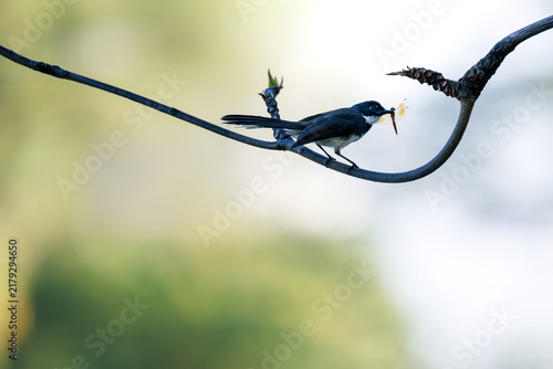 Pied Fantail perched on curved branch, carrying a dragonfly in its beak, black-and-white bird against soft green and white bokeh background, distinctive plumage, long tail, natural feeding behavior