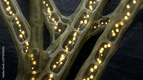 Scientific 3D Visualization of Water and Nutrient Transport Through Plant Xylem