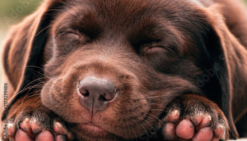 Close up of a sleeping brown Labrador puppy with paws.