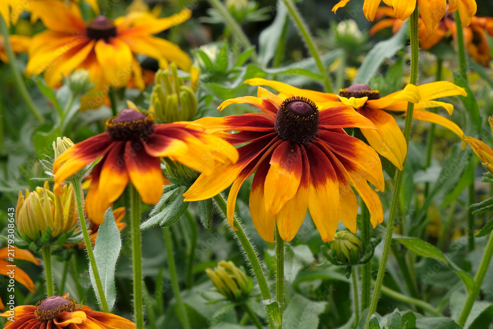 Fototapeta premium Yellow and red rudbeckia hirta ‘Autumn Forest’, also know as black eyed Susan or gloriosa daisy in flower.
