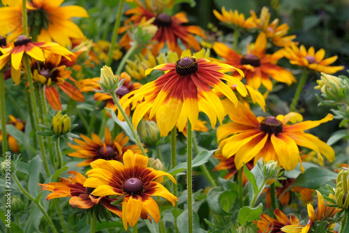 Konstfotografi Yellow and red rudbeckia hirta ‘Autumn Forest’, also know as black eyed Susan or gloriosa daisy in flower