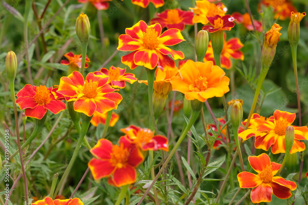 Fototapeta premium Orange red and yellow mixed Tagetes patula ‘Pots of Gold’ French Marigold in flower.