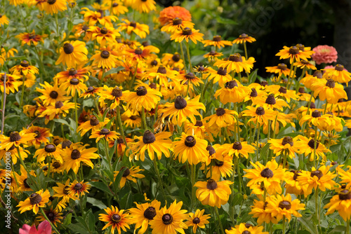 Bild auf Leinwand Yellow and red Rudbeckia hirta, black eyed susan ‘Sonora’ in flower