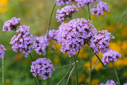 Lilac purple Verbena bonariensis, also known as purple top vervain, clustertop vervain, Argentinian vervain, in flower.