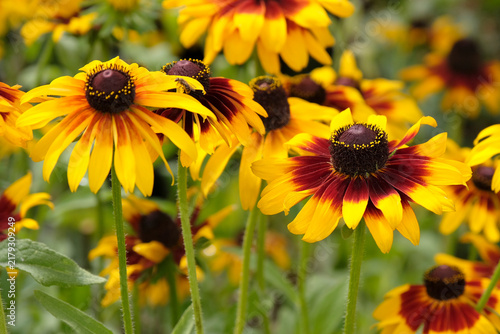 Yellow and red rudbeckia hirta ‘Autumn Forest’, also know as black eyed Susan or gloriosa daisy in flower.