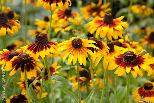 Konstfotografi Yellow and red rudbeckia hirta ‘Autumn Forest’, also know as black eyed Susan or gloriosa daisy in flower