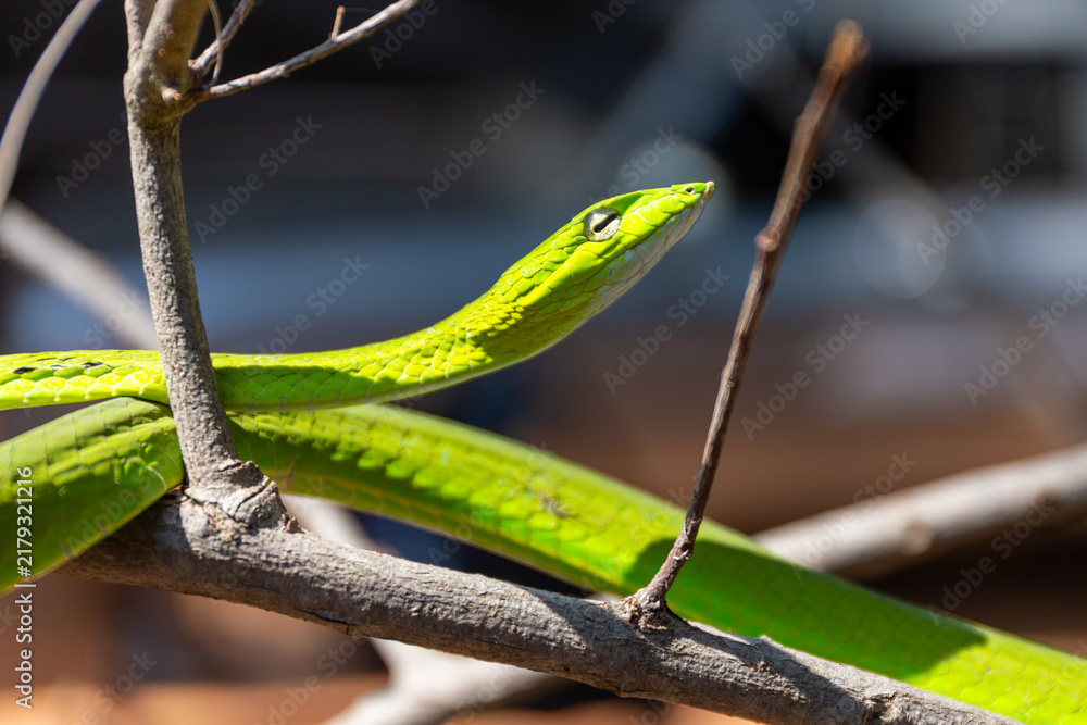Obraz premium Bright green Asian vine snake coiled gracefully on tree branches in sunlight.