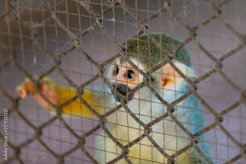 Photography Small squirrel monkey looking curiously through the wire mesh fence of an enclosure
