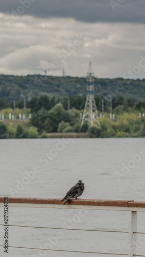 Feral pigeon sitting on promenade fence against water reservoir and distant trees