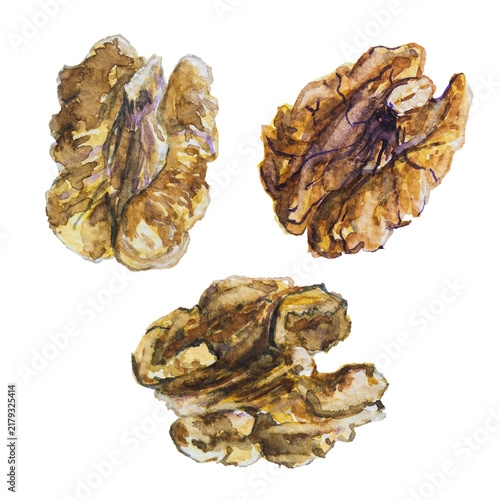 Cracked Walnut Kernels Ready to Eat Watercolor Illustration