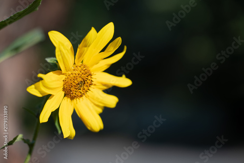 Фотография Yellow sunchoke flower blooming representing an organic farming concept