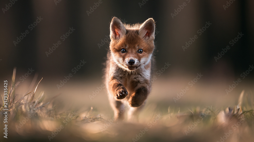 Obraz premium Red Fox Kit Vulpes vulpes Run Fast Outdoors in Nature Wildlife Portrait