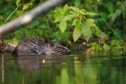 Foto Eurasian beaver (Castor fiber) eating a wooden branch in water with reflection