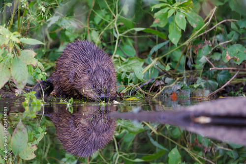 Canvastavla Eurasian beaver (Castor fiber) eating a wooden branch in water with reflection