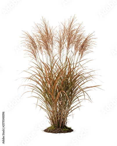 Botanical cutout of tall golden ornamental grass with feathery seed heads for autumn garden landscaping and decorative planting on a transparent background, with visible roots, with clean edges.