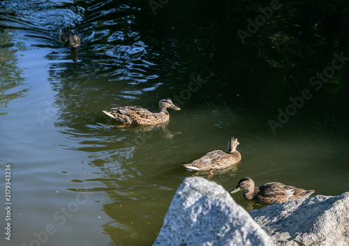 Ducks swimming in clear pond water near rocks.