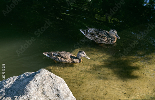 Canvastavla Ducks swimming in clear pond water near rocks.