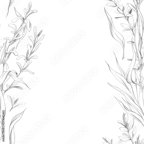 Tarragon, thyme stems, savory and sage, Mediterranean medicinal culinary herbs fragrant foliage. Edible garden plants in hand drawn pencil seamless banner. Herbalism guides, apothecary resources