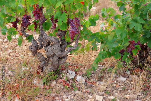 Fotografía cep de vignes et grappes de grenache rosé