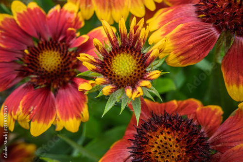 Vibrant Red and Yellow Blanket Flowers in Bloom.
