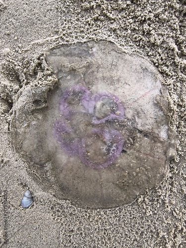 Jellyfish in Texel, The Netherlands
