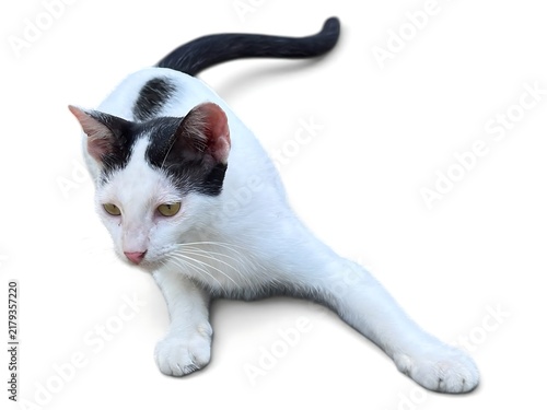 A playful black and white cat stretching on a clean white background