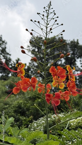 Konstfotografi A striking flamboyant flower stalk displays vibrant orange blooms and buds
